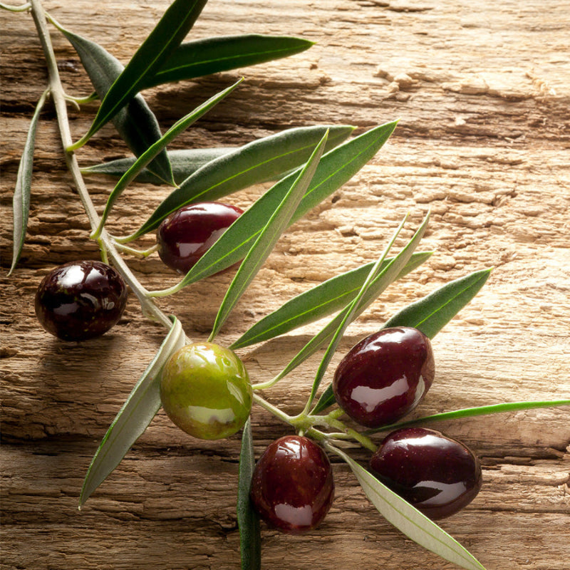 Support your immune system with Olive Leaf Extract